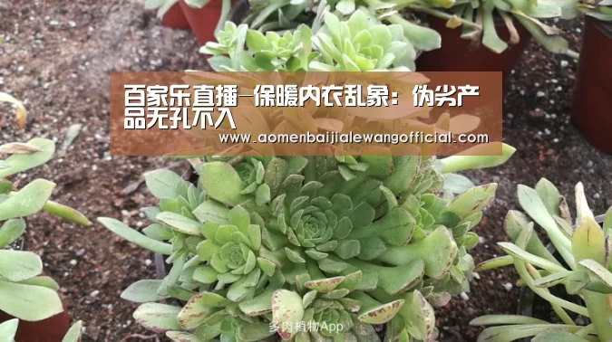 百家乐